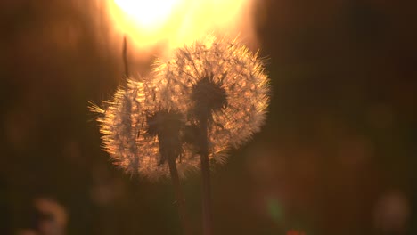 dandelions at sunset