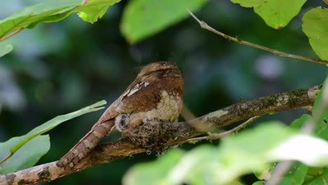 The-Javan-Frogmouth-or-Horsfield's-Frogmouth-is-found-in-Thailand-and-other-Asian-countries