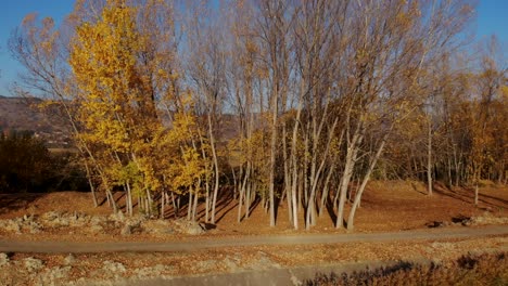 poplars forest with yellow leaves on edge of land near village in autumn morning