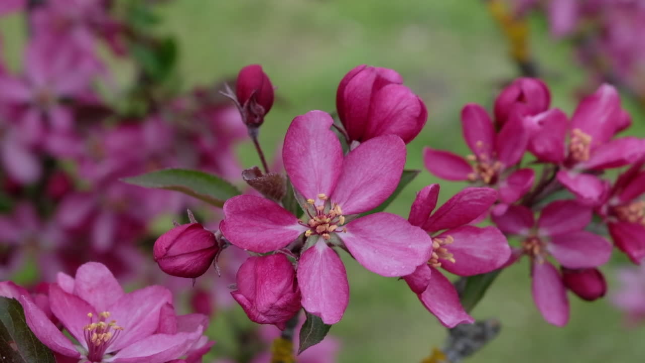 Close up of a tree branch with pink flowers in full bloom in the park