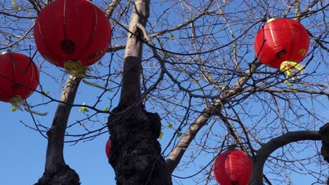 red chinese lanterns hanging in a tree for lunar new year of the pig blow in the wind in chinatown parade in san francisco california in daytime near sunset