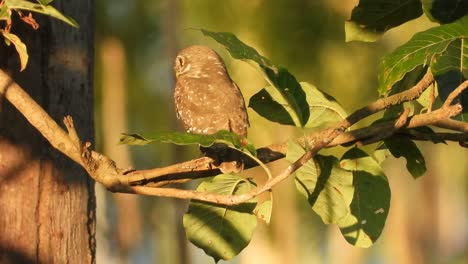 owl in tree uhd mp4 4k video .