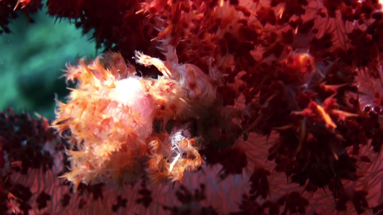 cangrejo de coral blando naranja sentado en un coral blando rojizo llamado dedronephthya, toma de primer plano durante el día