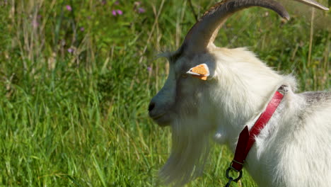 a close-up of a goat standing in a green meadow, adorned with a red collar