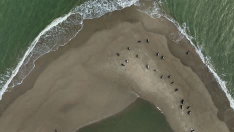 Lapping-waves-on-river-delta-sandbank-with-sunbathing-seals