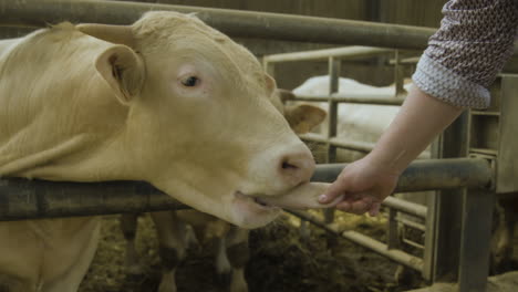 a man grabbing a bulls tongue as it tries to lick him