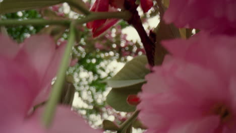 beautiful springtime blossom view with amazing pink flowers on tree branches.