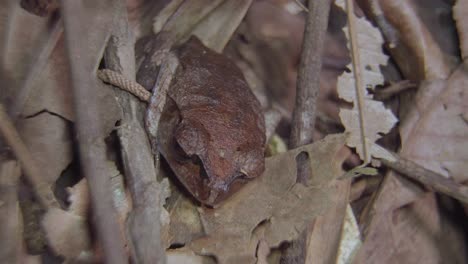 Spotted-Litter-Frog-camouflage-hiding-among-dried-leaves-and-branch-in-jungle