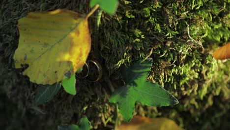 Wedding-rings-in-mosa-and-leaves-on-a-tree-bark.-Jewelry-at-the-wedding