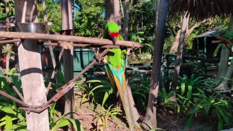 majestic vibrant colorful parrot climbing in man-made jungle area, close up handheld shot