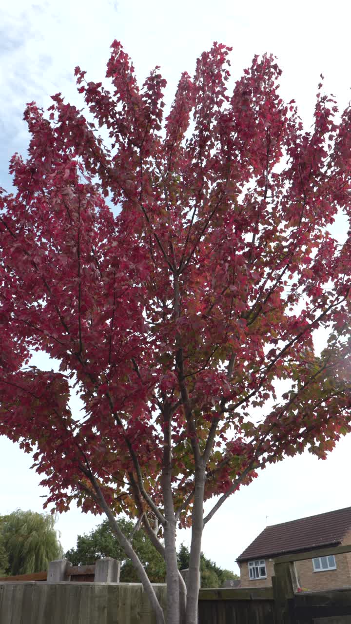 Albero autunnale in un giardino sul retro di una casa di quartiere