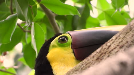 close up of chestnut-mandibled toucan perched on a branch watching below