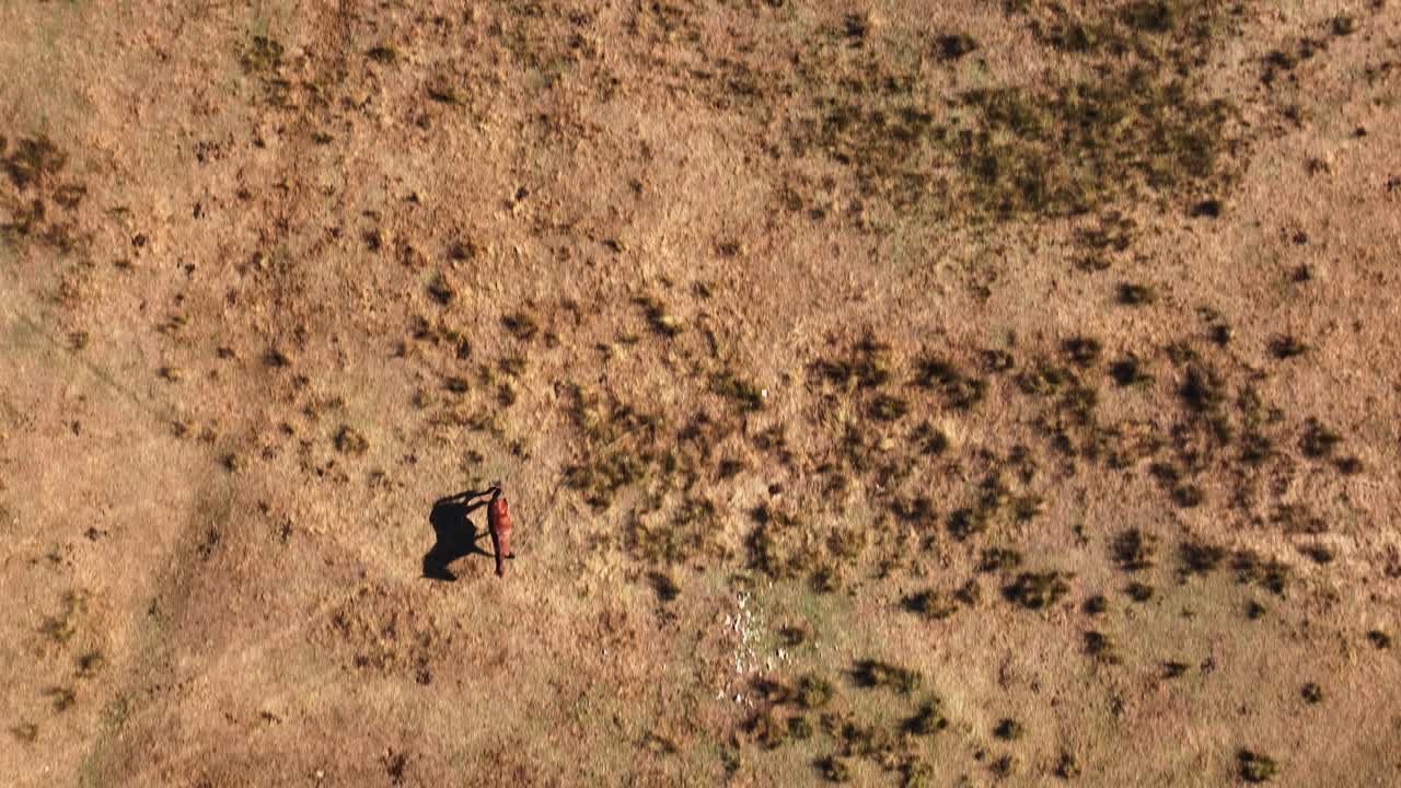 el caballo errante que se acerca