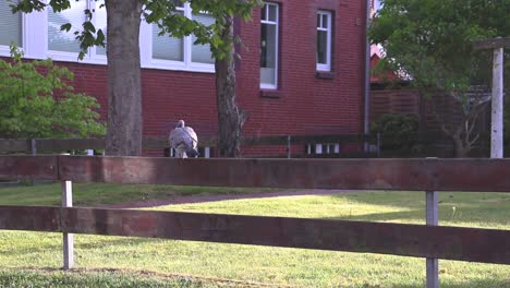 pigeon walking on a fence and eating on a sunny summer day