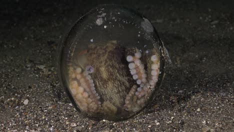 Coconut-Octopus-hiding-in-glass-jar-at-night,-wide-angle-shot