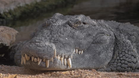 vista de cerca de la cabeza de cocodrilo gordo en el zoológico