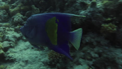 arabian angle fish in the coral reef of the red sea of egypt