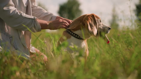 pet lover kneeling in grassy field, holding dog's leash with both hands while the dog looks intently at something in the distance, amid lush greenery and vibrant trees