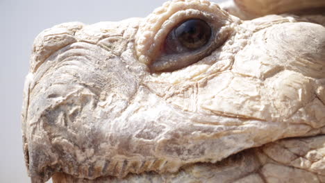 Tortoise-eyeball-close-up-macro-blinking