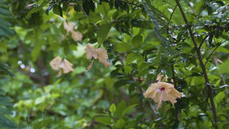 peach hibiscus, flowers hanging down during rain, rainy season tropical island