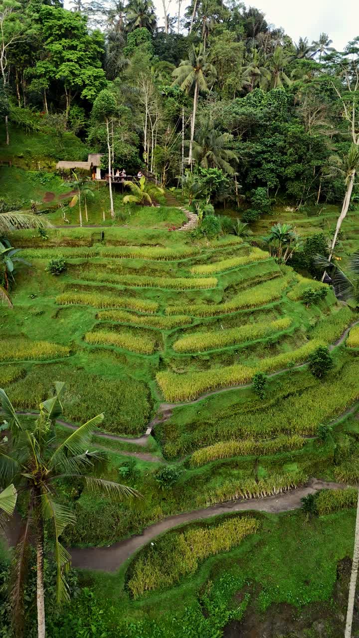 Rice terraces curve across a jungle ravine near Ubud, green and gold in soft light; left vertical drone orbit