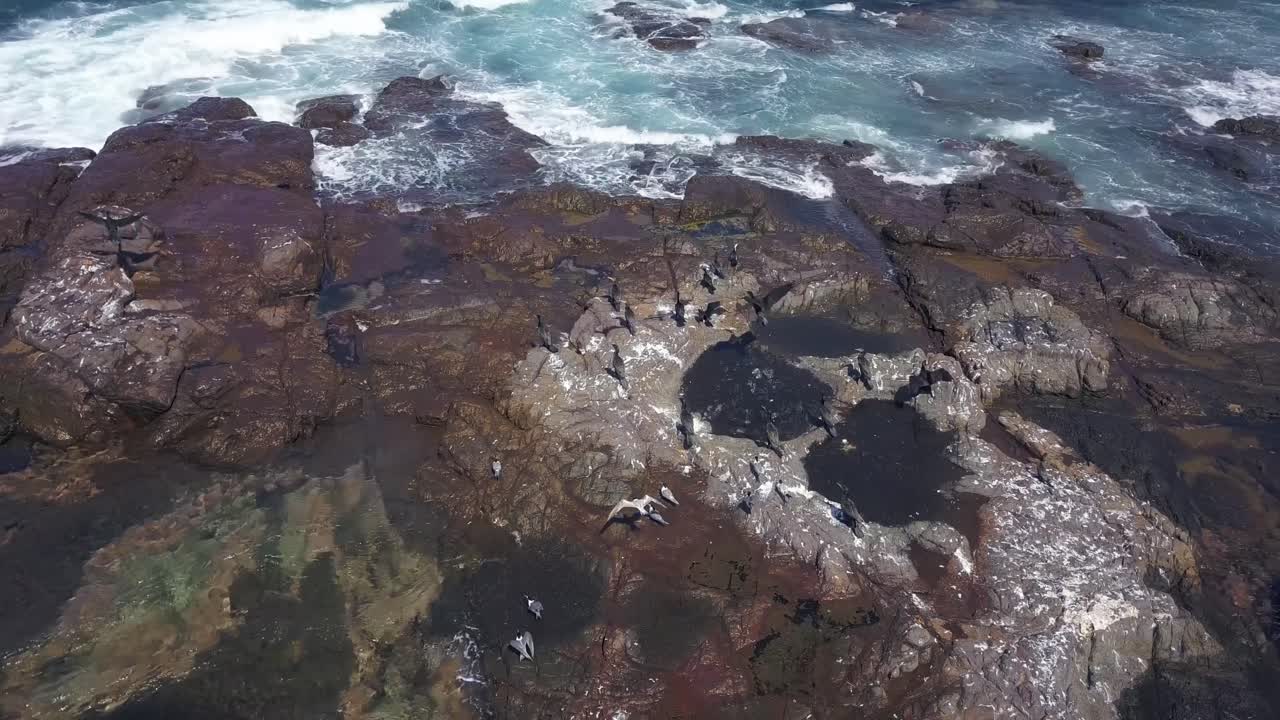 Drone flying over clear rock pool with sea birds and waves