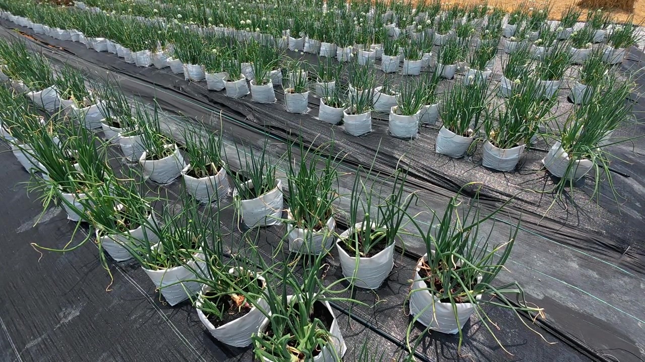 Una granja de cebollas limpia con cebolletas creciendo en bolsas de polietileno blancas. Los cultivos prosperan con hojas verdes altas en lechos de tierra bien cuidados