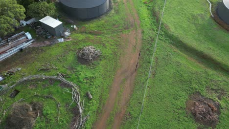 Australische-Kängurus-Springen-Entlang-Des-Feldwegs-In-Australien