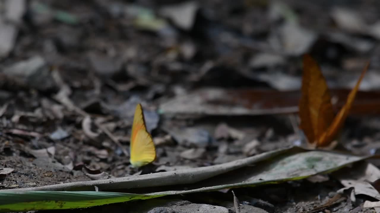 yeoman común, cirrochroa tyche mithila, batiendo sus alas hacia arriba y hacia abajo con su ala derecha rota y despega, en el parque nacional kaeng krachan