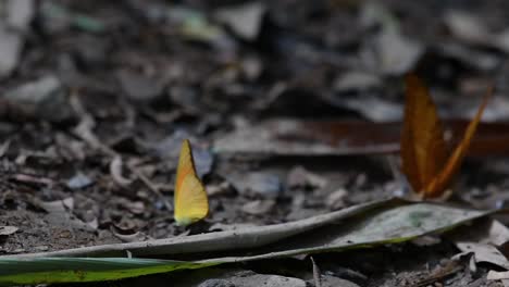 common yeoman, cirrochroa tyche mithila, flapping its wings up and down with its broken right wing and takes off, in kaeng krachan national park