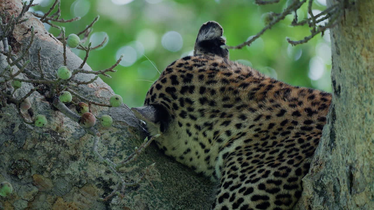 Leopard Resting in a Tree