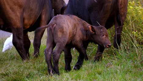 pequeño y lindo búfalo bebé pastando cerca de otros búfalos en un prado verde