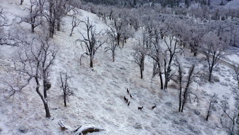 Venado-Bura-Buscando-Comida-Después-De-Una-Nevada-Reciente-A-Lo-Largo-De-La-Ladera-De-Una-Montaña---Vista-Aérea