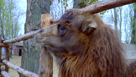 camel gets a piece of bread