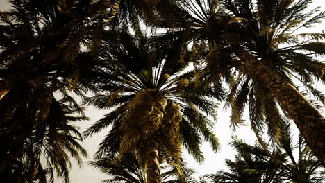 underside of the coconuts tree with clear sky and shiny sun