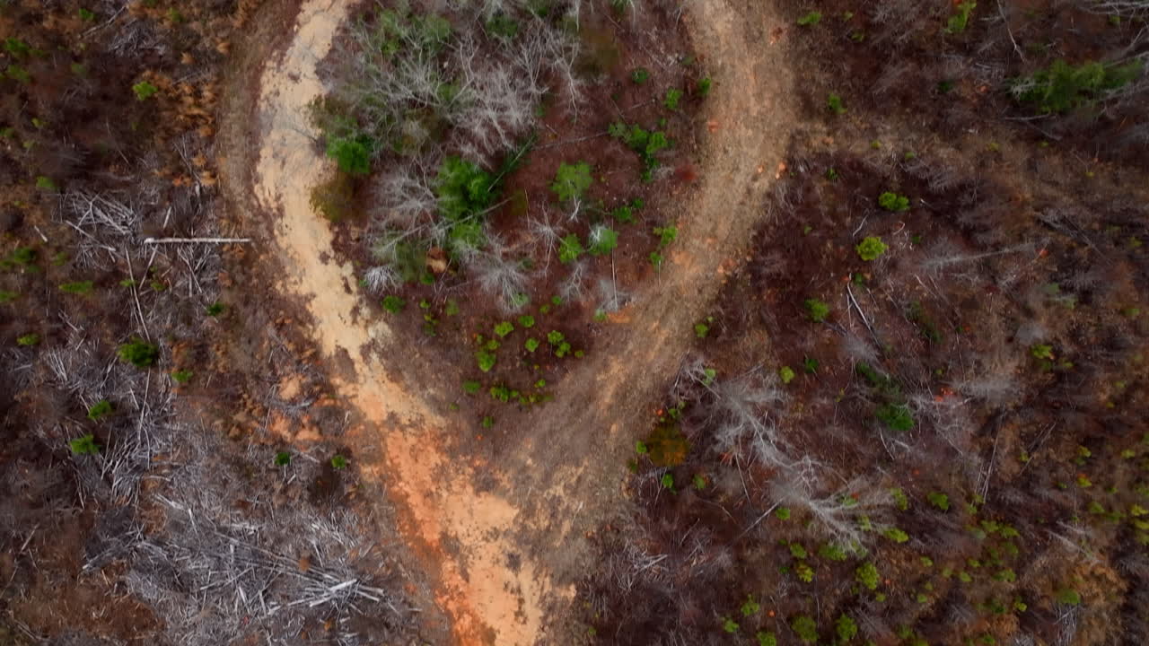 Path in the winter woods birdseye