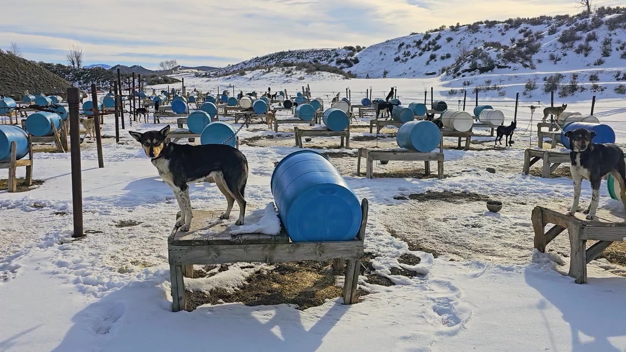 Alaskan huskies wait at an outdoor sled dog camp, surrounded by blue and white barrel shelters, feeding bowls, packed snow, footprints, and rolling mountain terrain on a cold winter day.