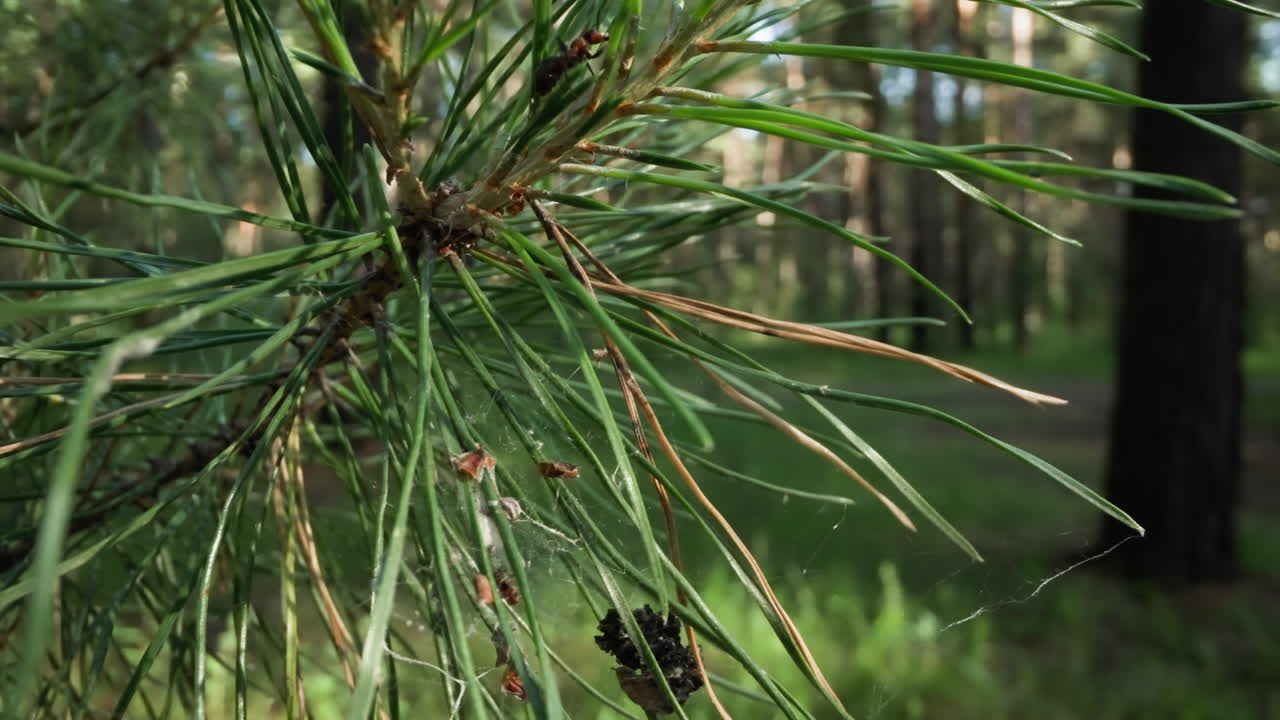 primer plano de agujas de pino con telarañas y conos, fondo forestal, mostrando vibrantes texturas del bosque