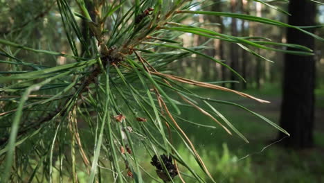 close-up of pine needles with cobwebs and cone, forest background, showcasing vibrant woodland textures