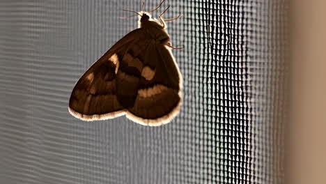 moth on a window screen