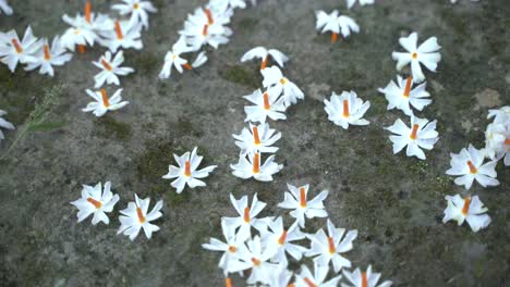 night jasmine, seuli or shefali flower is symbol flower of saradiya or durga puja festival in autumn season