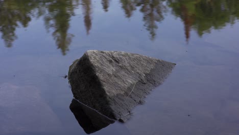 beautiful natural lake scene, rock and insects on surface of water