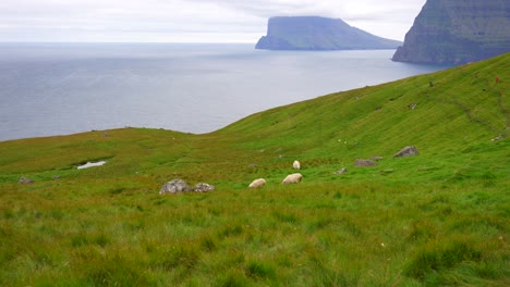 Ovejas-Corriendo-Cuesta-Abajo-En-Las-Islas-Feroe-Exuberante-Pradera-Verde-De-Montaña,-4k