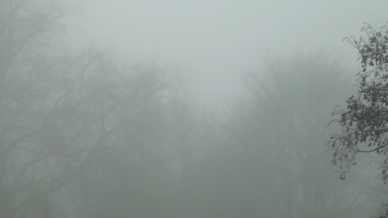 Cold December ghostly haunting leafless tree branches silhouette in dense Winter fog zoom in left