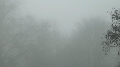 cold december ghostly haunting leafless tree branches silhouette in dense winter fog zoom in left