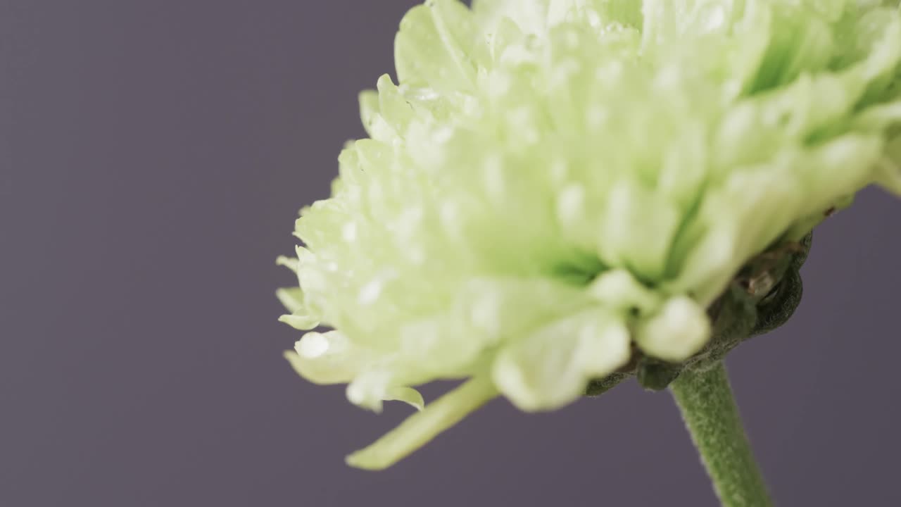 회색 배경에 복사 공간을 가진 노란색 꽃의 클로즈업의 마이크로 비디오