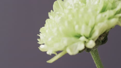 micro vídeo de un primer plano de una flor amarilla con espacio de copia en un fondo gris