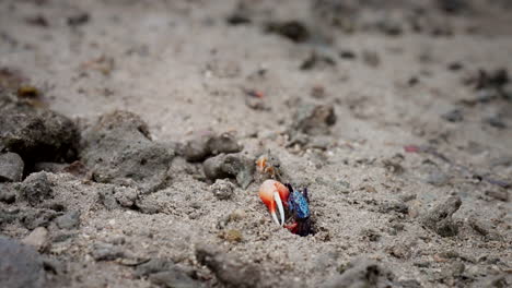 Indonesian-nature,-Fiddler-crabs-common,-mangrove,-shores-archipelago