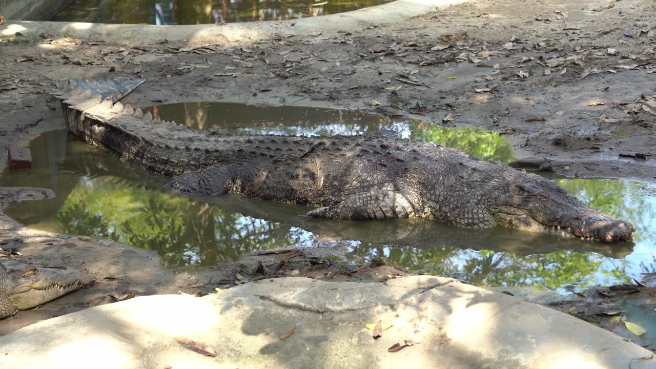 cocodrilo de agua salada grande y oportunista, crocodylus porosus acostado en el piso fangoso con los ojos cerrados, de repente abre los ojos y alerta por posibles presas, tiro de cerca del parque de vida silvestre