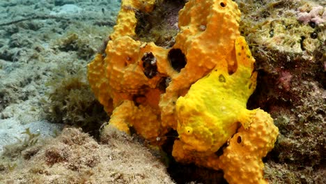 frogfish in coral reef of caribbean sea around curacao